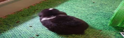 Mini Lop rabbits for sale: Gorgeous female mini lop to reserve in Glasgow - Advert 10
