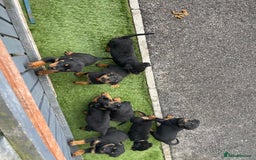 Rottweiler dogs for sale: Rottweiler/rotty puppies - Image 34