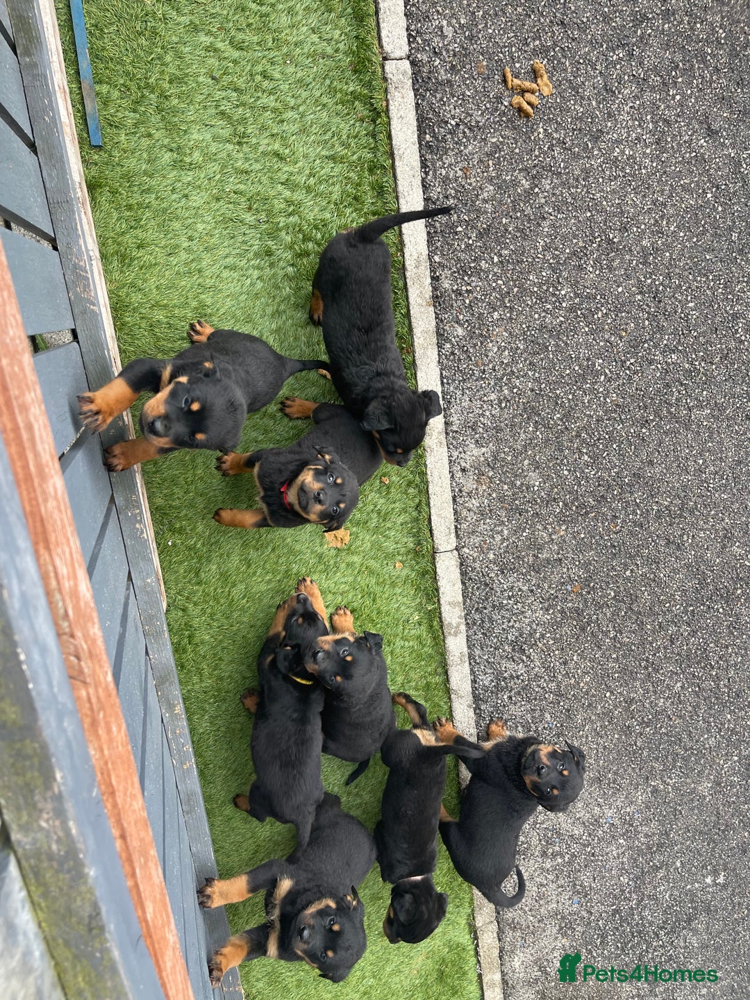 Rottweiler dogs for sale: Rottweiler/rotty puppies - Image 34