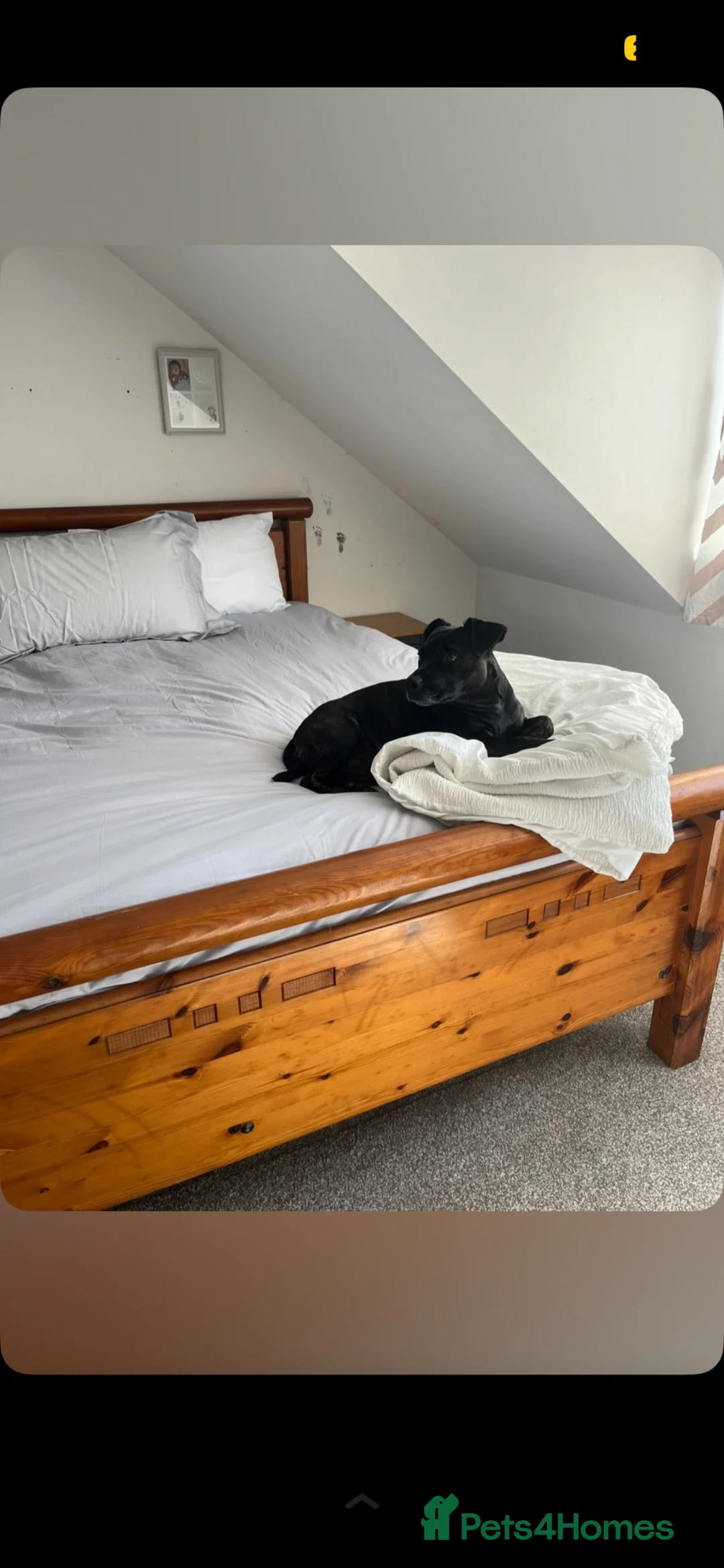 Mixed Breed dogs for sale: Female jack russel/staffy in Exeter - Advert 2