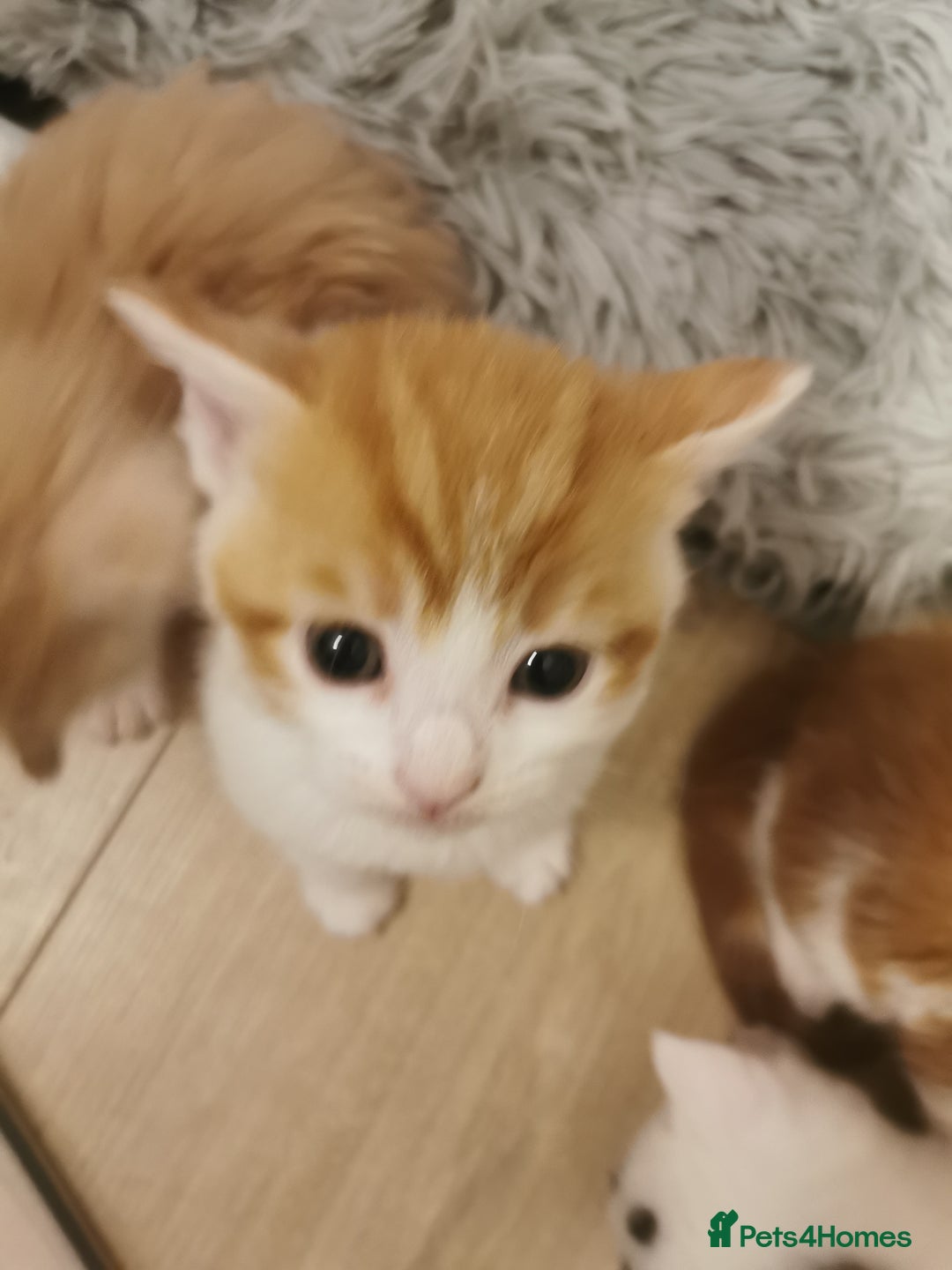 Mixed Breed cats for sale: Maine coon cross kittens for sale - Advert 8