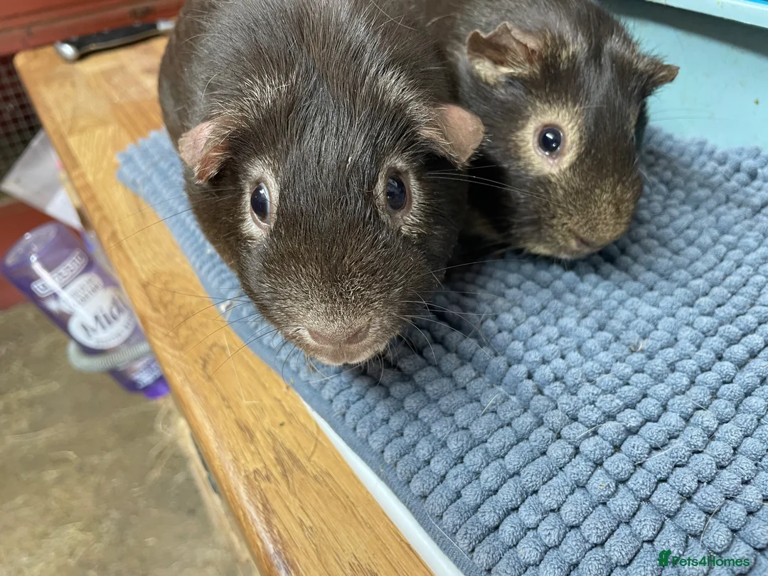 Guinea Pig rodents for sale: Two lovely Chocolate Boys - Advert 2
