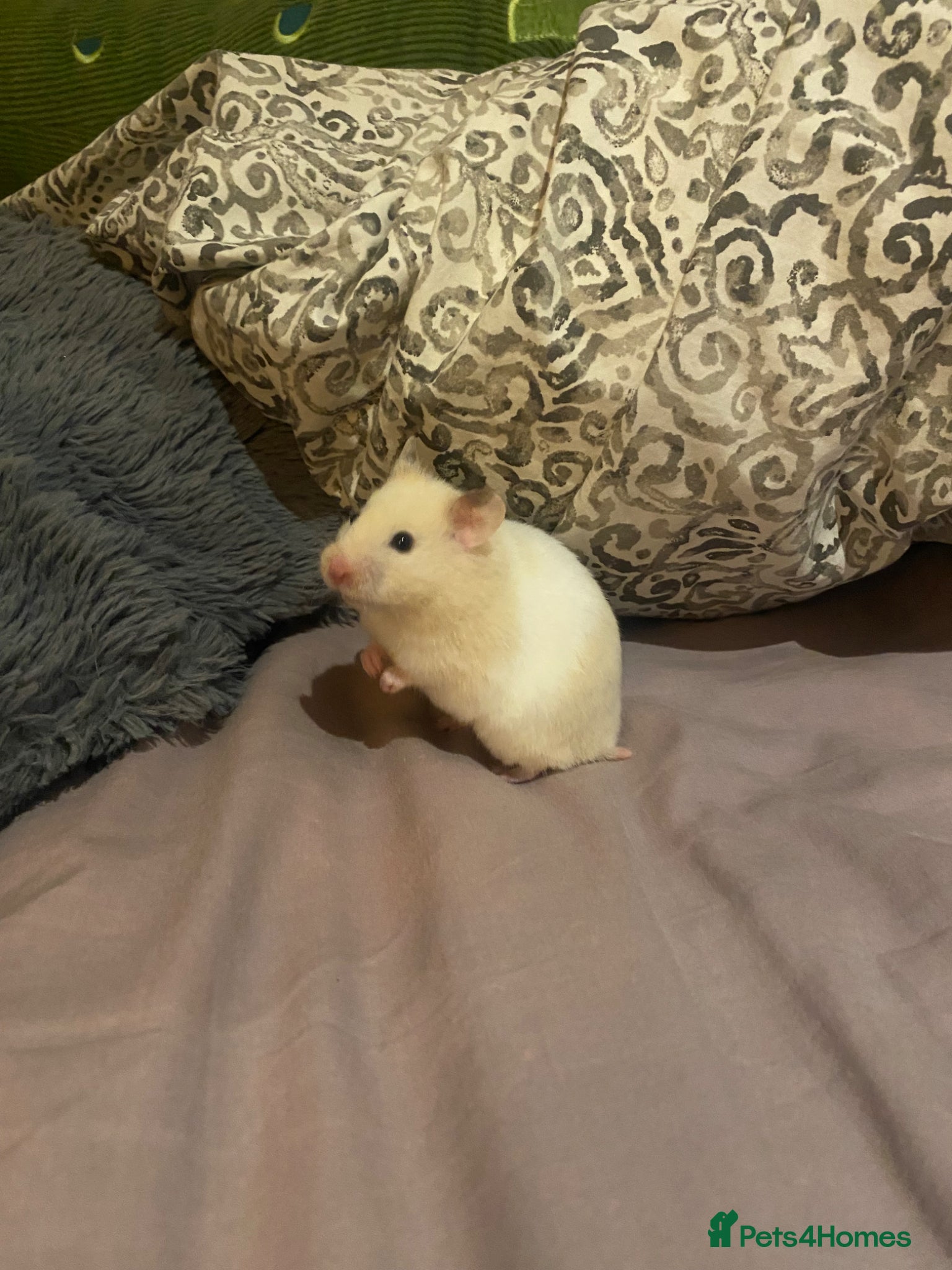 Hamster rodents for sale: Syrian Hamster  - Advert 5