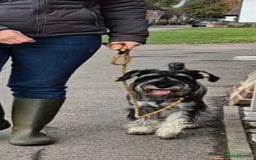 Schnauzer dogs for sale: SOLD - 14mo female P/S Standard Schnauzer - Advert 11