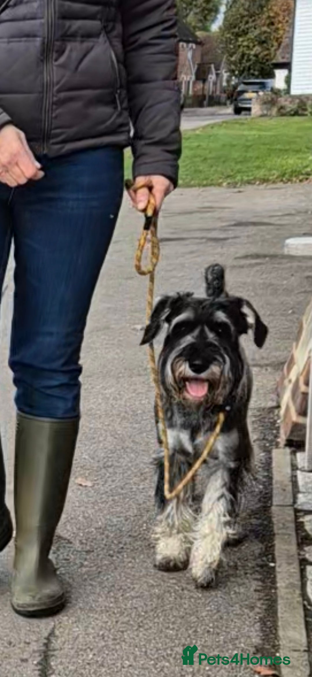 Schnauzer dogs for sale: SOLD - 14mo female P/S Standard Schnauzer - Advert 11