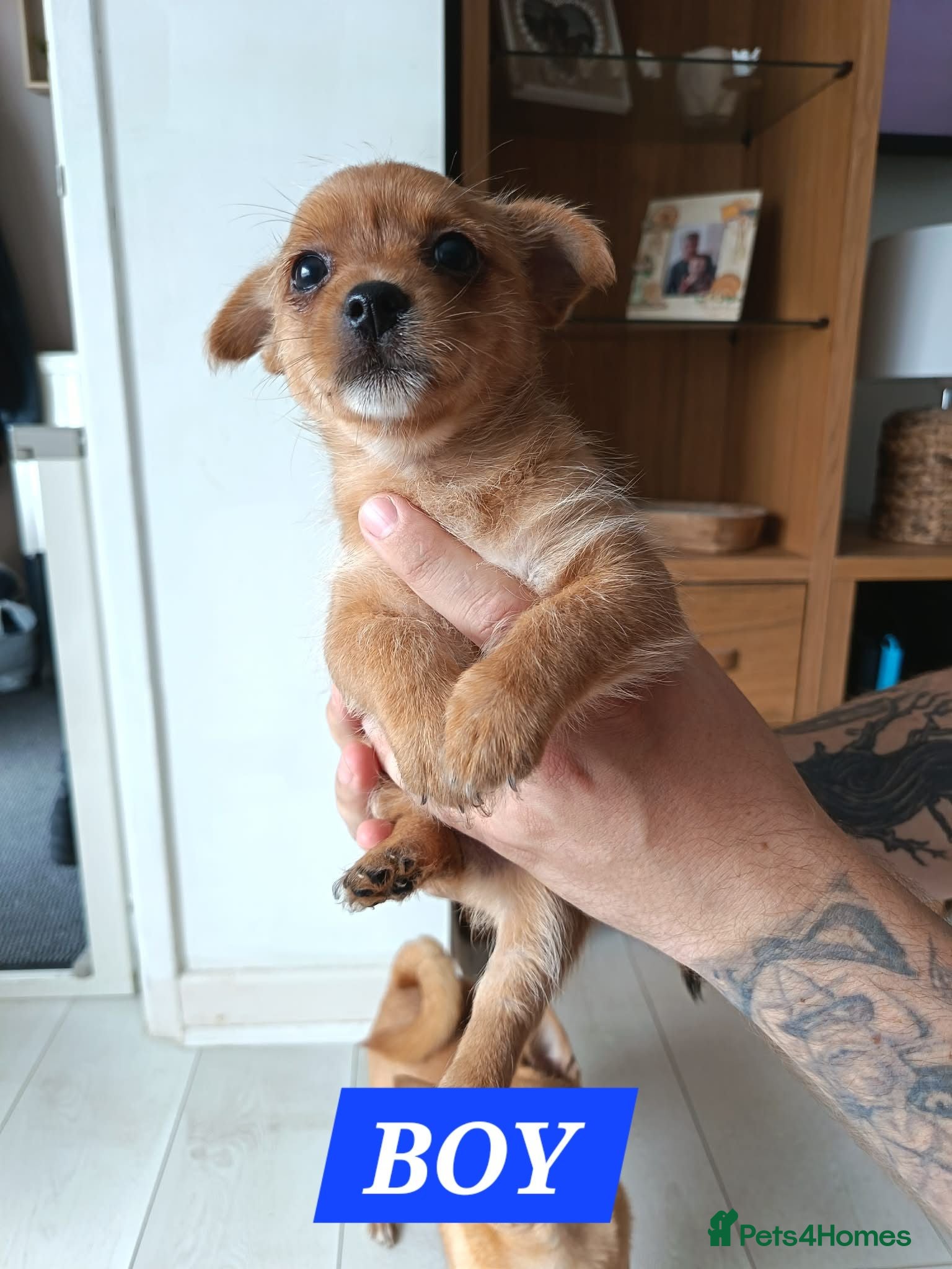 Mixed Breed dogs Yorkshire Terrier x Pomeranian puppy - Advert 2