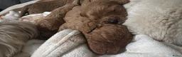 Cavachon dogs for sale: Cavapoochons  in Haverfordwest - Advert 7