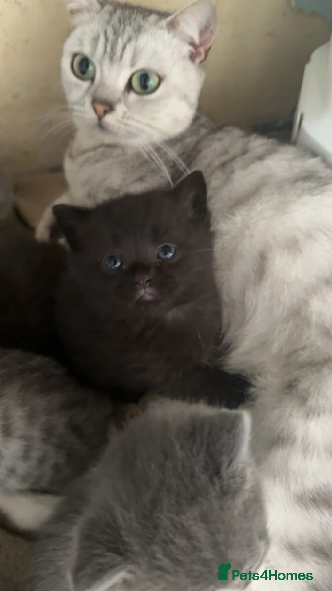 British Shorthair cats for sale: 🐾 Adorable British Shorthair Kittens 🐾 in Faringdon - Advert 17