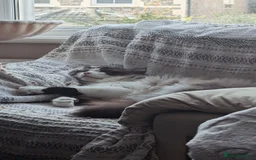 Ragdoll cats for sale: 🧁Sweet ragdolls - Image 33