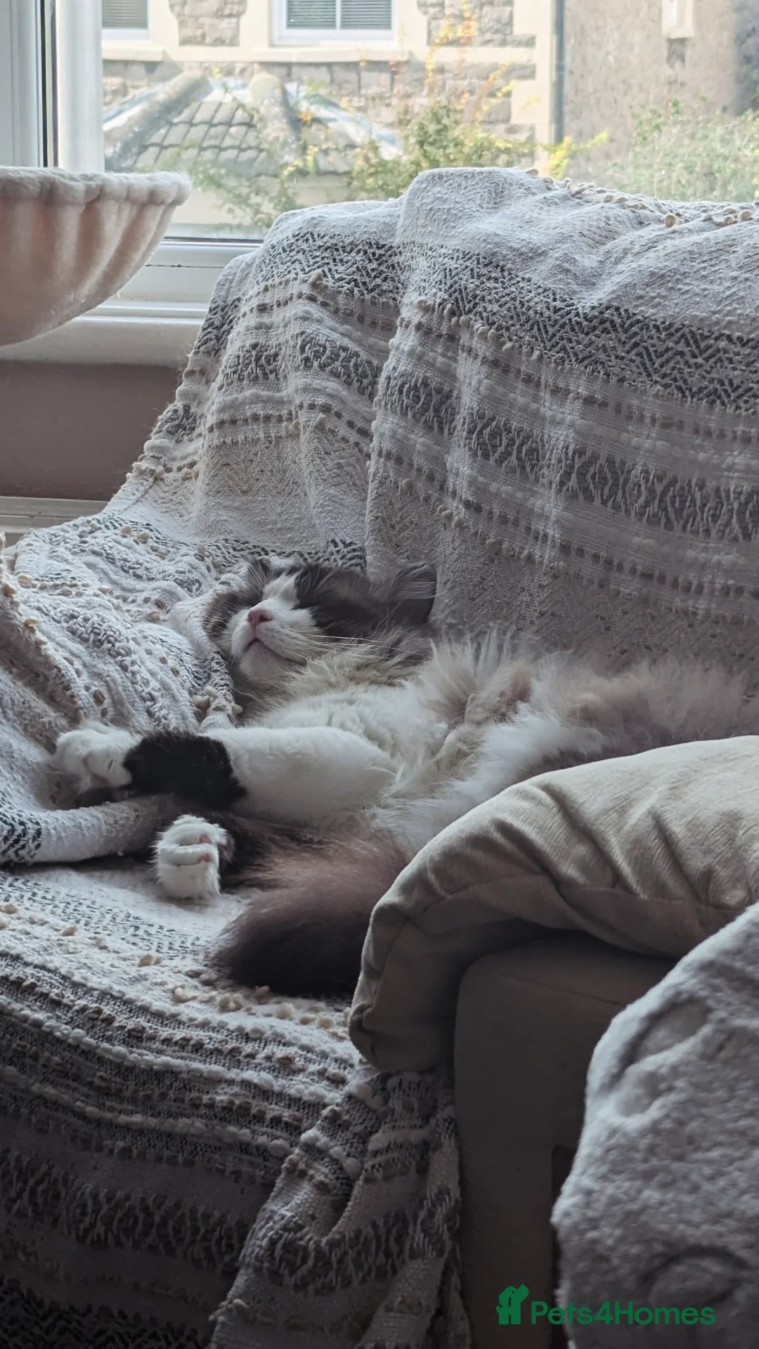 Ragdoll cats for sale: 🧁Sweet ragdolls - Image 33