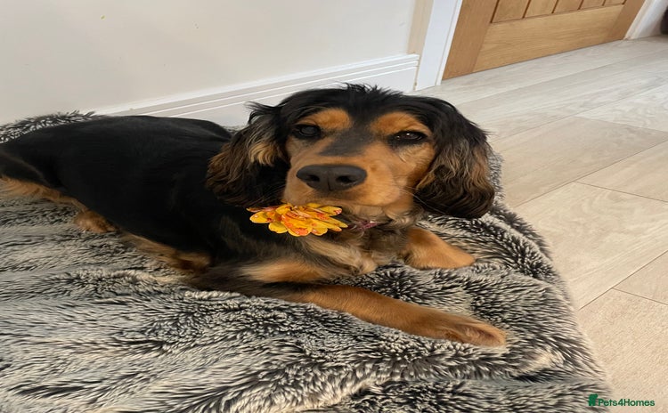Cocker Spaniel dogs - Advert 4