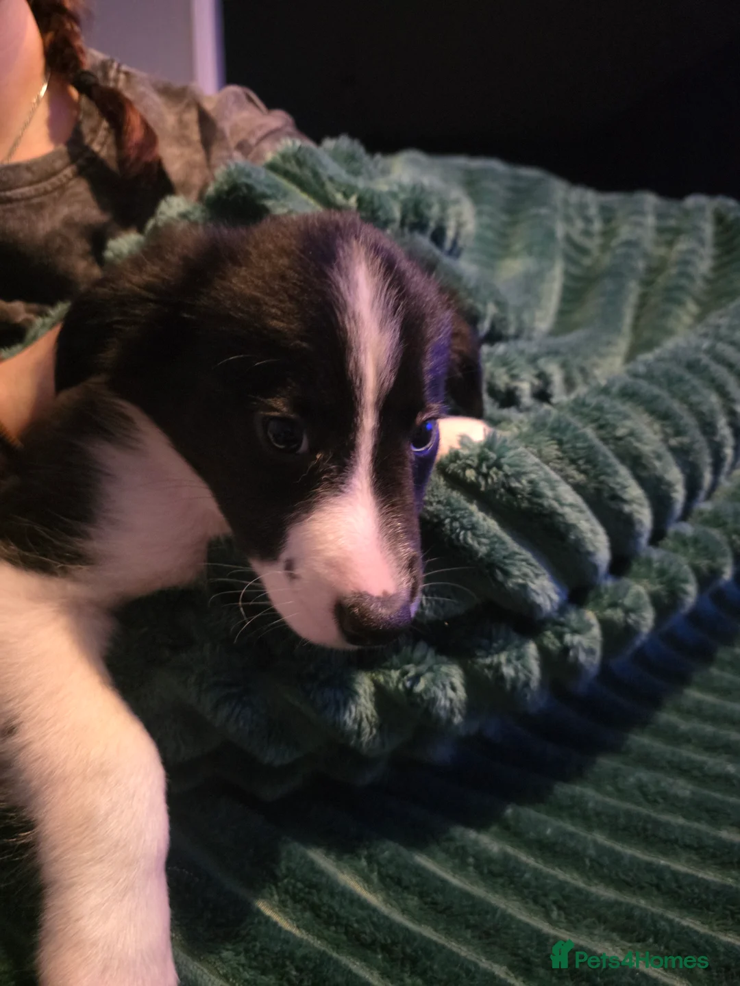 Border Collie dogs for sale: Border collie pups  - Advert 15