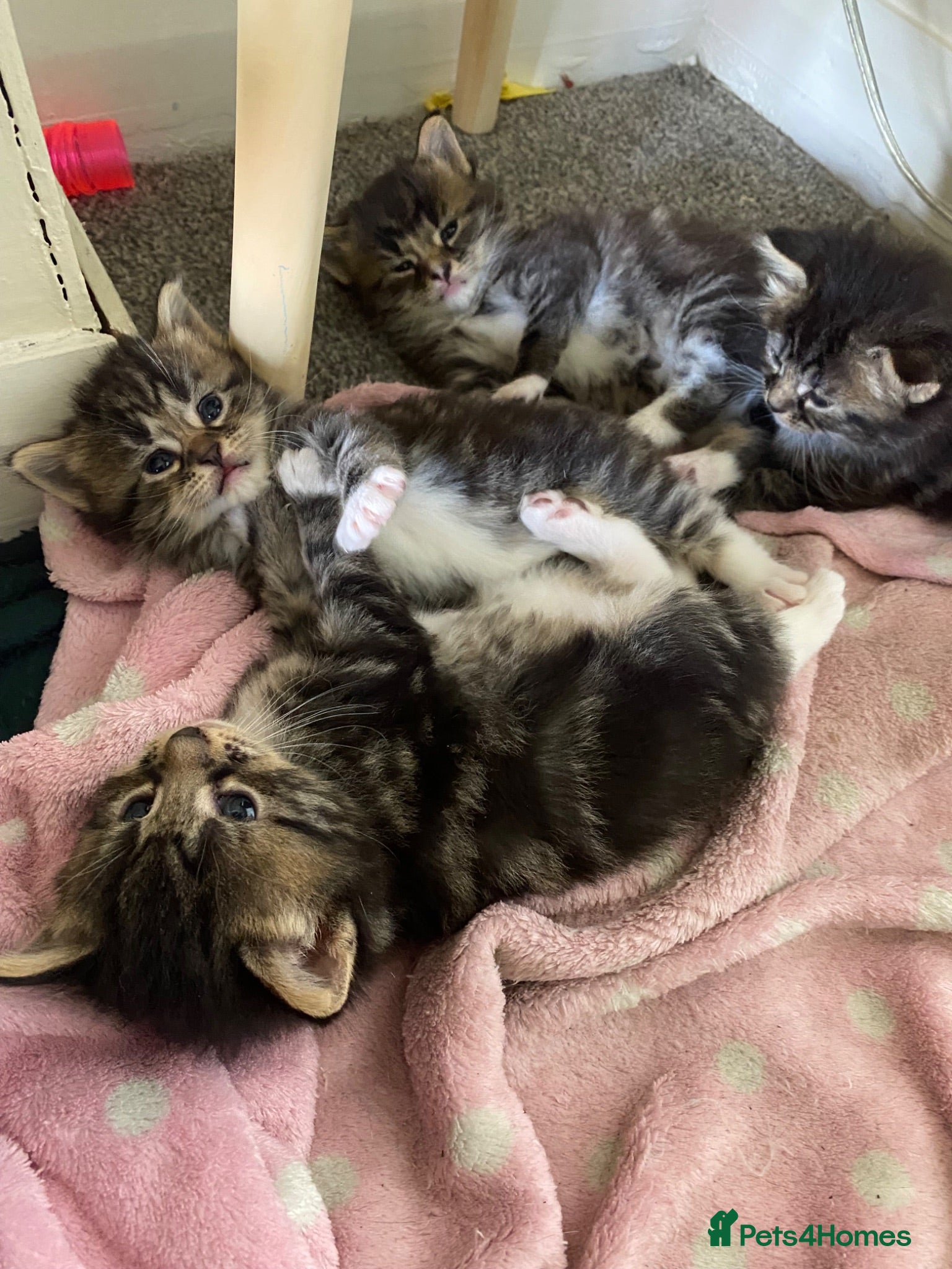 Mixed Breed cats Beautiful fluffy kittens ready for there new home - Advert 4