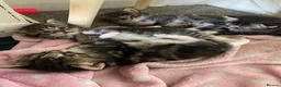 Mixed Breed cats for sale: Beautiful fluffy kittens ready for there new home - Advert 1