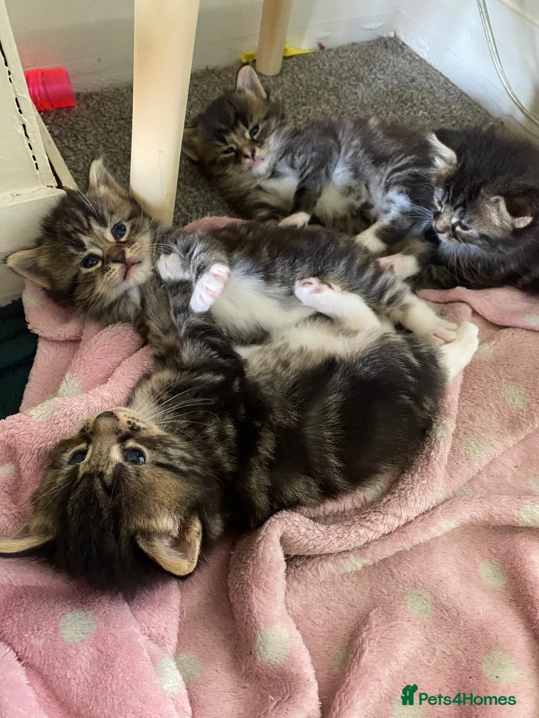 Mixed Breed cats for sale: Beautiful fluffy kittens ready for there new home - Advert 1