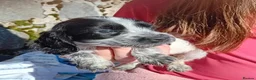 Cocker Spaniel dogs for sale: Show cocker pups in Peterhead - Advert 8