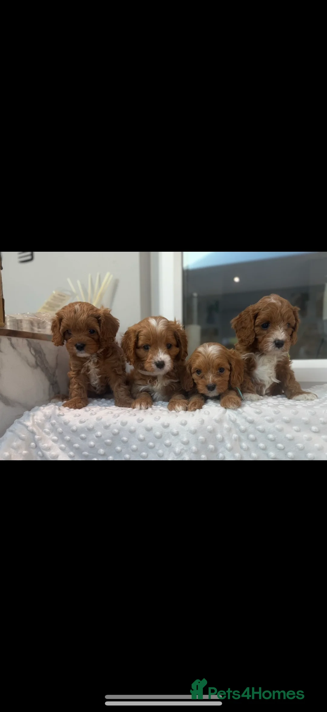 Cavapoo dogs for sale: Beautiful F1 Red Cavapoos- Health Tested - Advert 25
