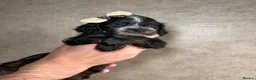Cockapoo dogs for sale: 🐾❤️🐕‍🦺Cockapoo F1B ready to go 🐕‍🦺❤️🐾 - Advert 4