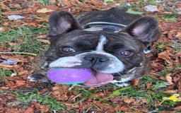 French Bulldog dogs for stud: Beautiful Boy Hercules Proven Stud  - Image 6