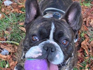 French Bulldog dogs - Advert 13