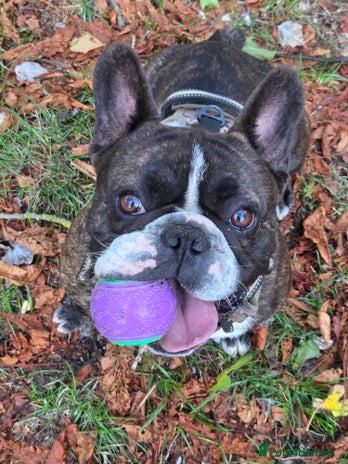 French Bulldog dogs - Advert 1