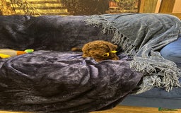 Cockapoo dogs for sale: Chocolate Cockapoo Puppies for Sale - Image 17