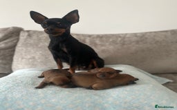 Miniature Pinscher dogs for sale: LAST PUP! Exceptional Miniature Pinscher Puppies - Image 6