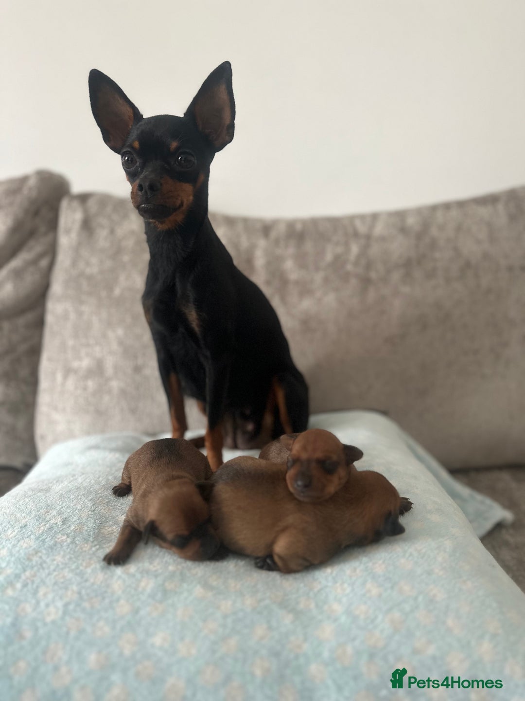 Miniature Pinscher dogs for sale: LAST PUP! Exceptional Miniature Pinscher Puppies - Image 6