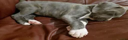 Staffordshire Bull Terrier dogs for sale: Blue staffy  in Clydebank - Advert 5