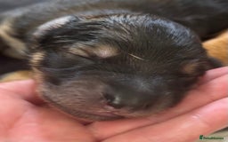 Mixed Breed dogs for sale: Beautiful Inca & handsome Nanuq PUPDATE x2  - Image 14