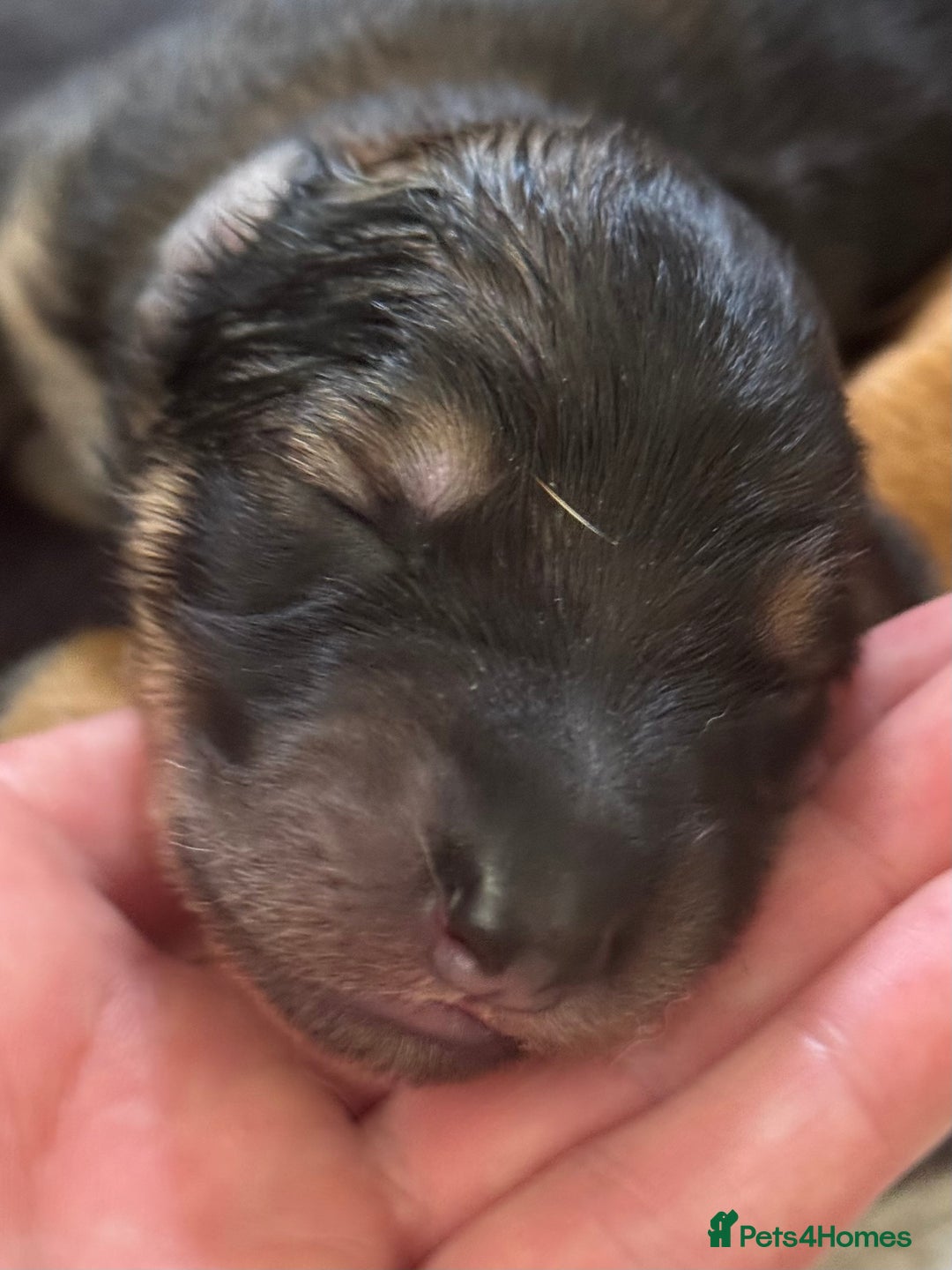 Mixed Breed dogs for sale: Beautiful Inca & handsome Nanuq PUPDATE x2  - Image 14