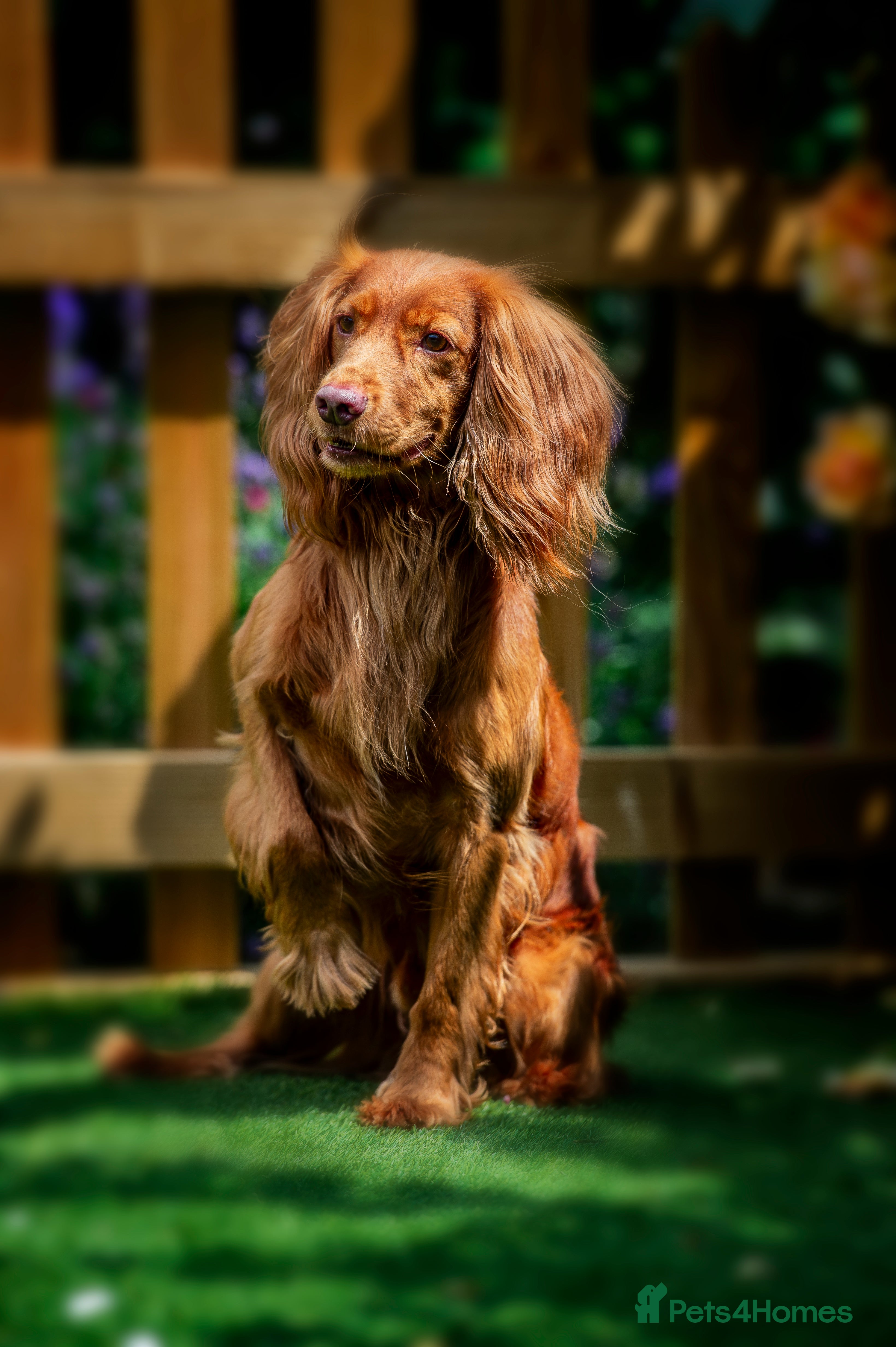 Cocker Spaniel dogs  A Well Bred, DNA HT KC REG Working Cocker in Tonbridge - Advert 7