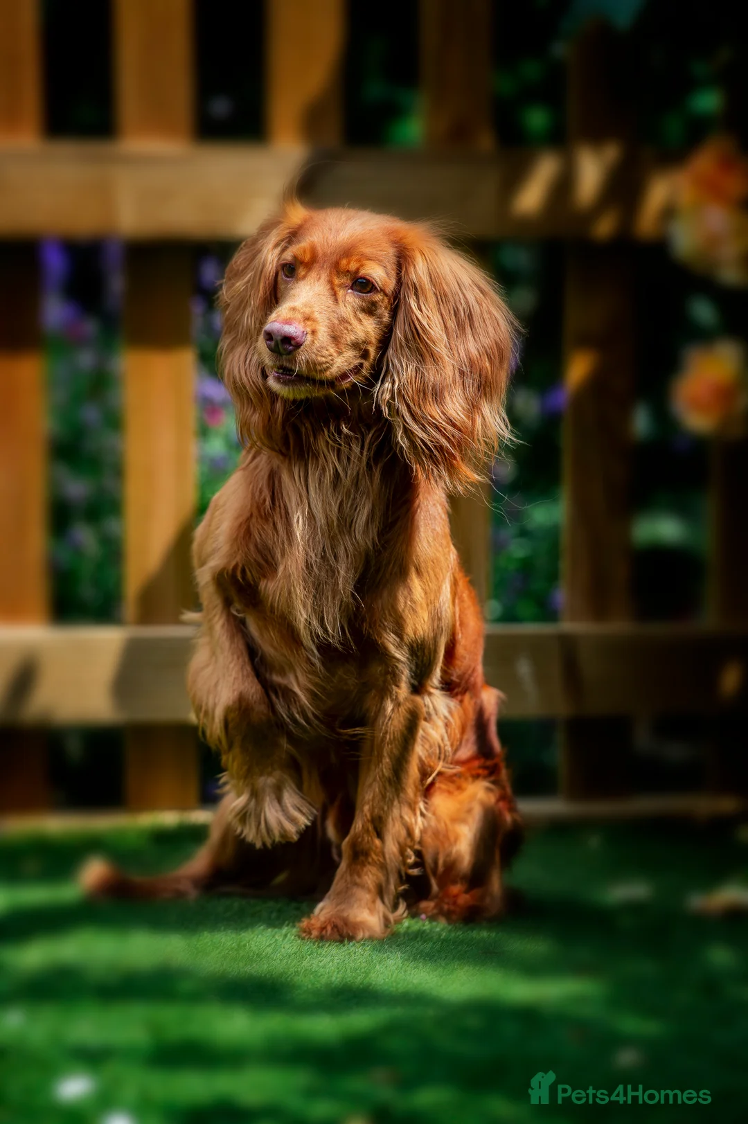 Cocker Spaniel dogs for stud:  A Well Bred, DNA HT KC REG Working Cocker in Tonbridge - Advert 1