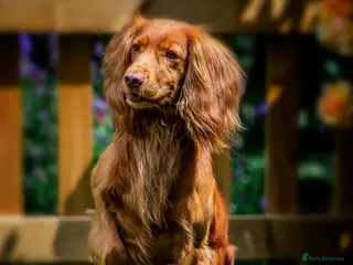 Cocker Spaniel dogs A Well Bred, DNA HT KC REG Working Cocker in Tonbridge - Advert 2