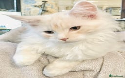 Maine Coon cats for sale: GCCF 5th Generation Pedigree Purebred Maine Coons - Image 9