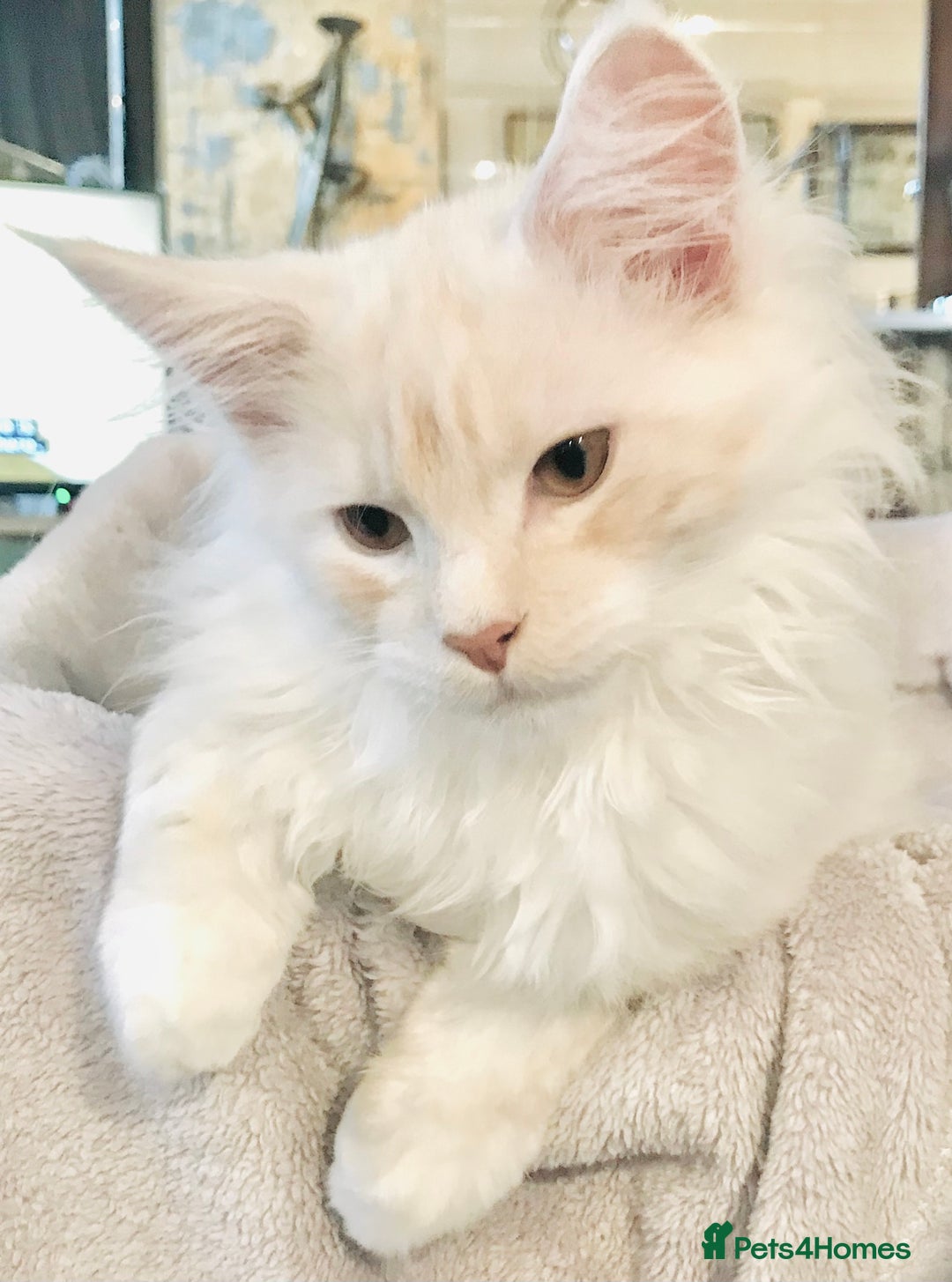 Maine Coon cats for sale: GCCF 5th Generation Pedigree Purebred Maine Coons - Image 9