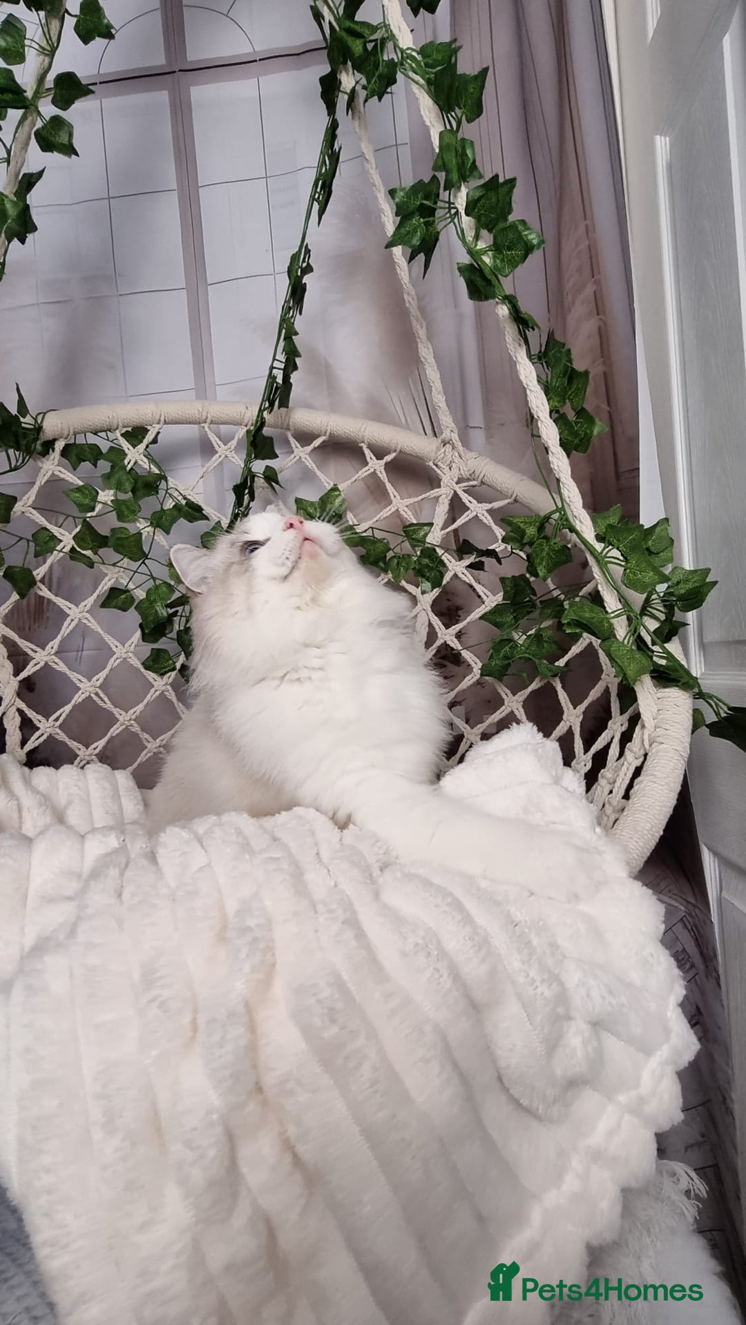 Ragdoll cats for sale: Exceptional Tica Registered Ragdoll Kittens - Advert 12