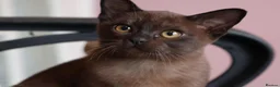 Burmese cats for sale: Beautiful Healthy Burmese  - Advert 26