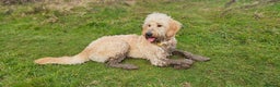 Mixed Breed dogs for sale: Auggie - Smart, Loving & Needs an Experienced Home - Advert 4