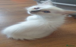 Ragdoll cats for sale: Beautiful GCCF lilac and Cream Point kittens - Image 21