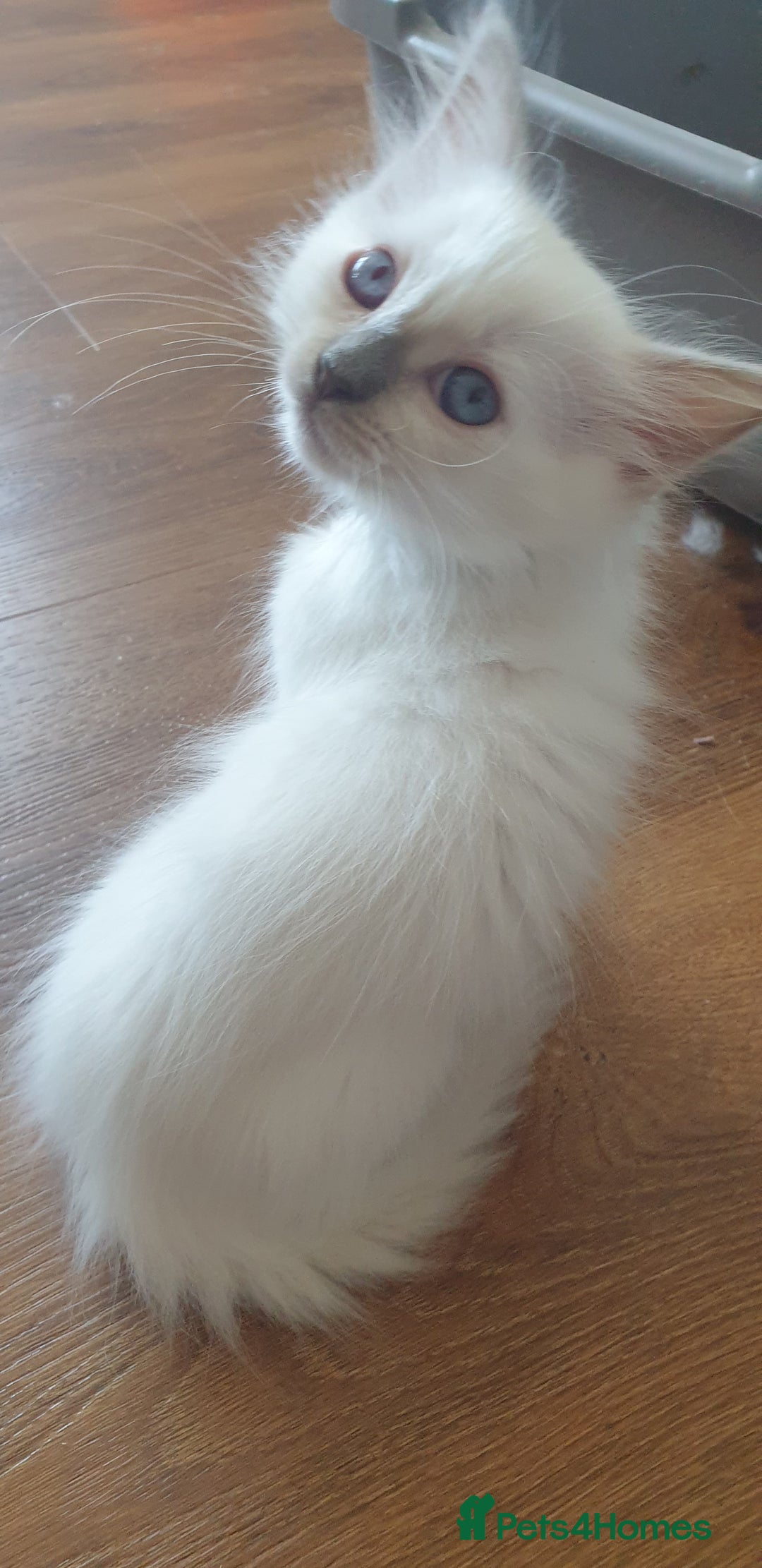 Ragdoll cats for sale: Beautiful GCCF lilac and Cream Point kittens - Image 21