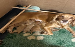 Cocker Spaniel dogs for sale: Kc reg Working Cocker Spaniels - Image 1