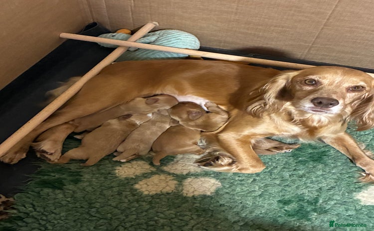 Cocker Spaniel dogs - Advert 11