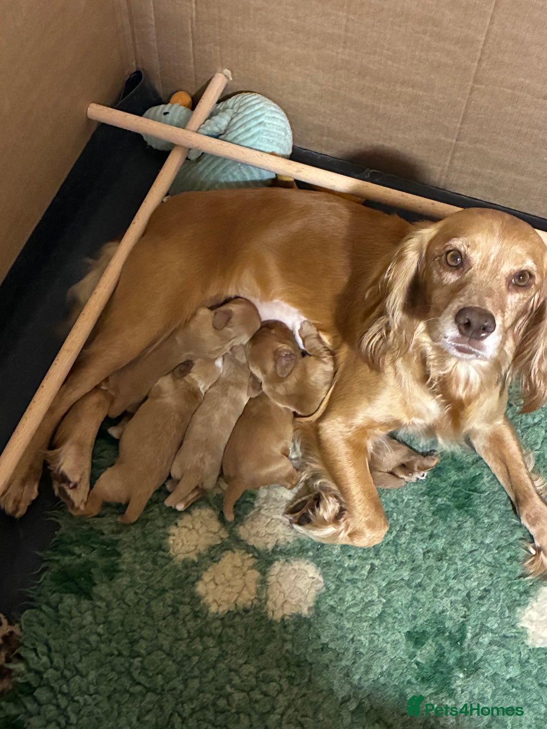 Cocker Spaniel dogs for sale: Kc reg Working Cocker Spaniels - Image 1