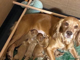 Cocker Spaniel dogs - Advert 30