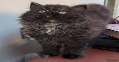 British Longhair cats - Advert 16