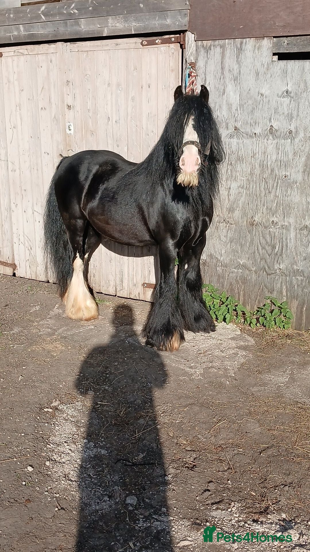 Irish Cob horses Driving entire  - Advert 1