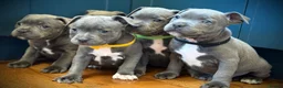 Staffordshire Bull Terrier dogs for sale: ❗️Adorable Staffy Puppies for Sale❗️ - Advert 8