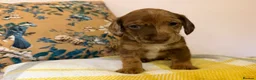 Mixed Breed dogs for sale: Doxie puppies  - Advert 40