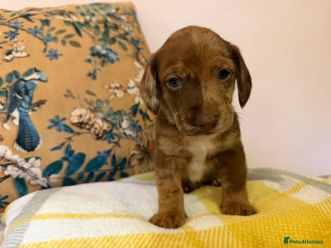 Mixed Breed dogs for sale: Doxie puppies  - Advert 40